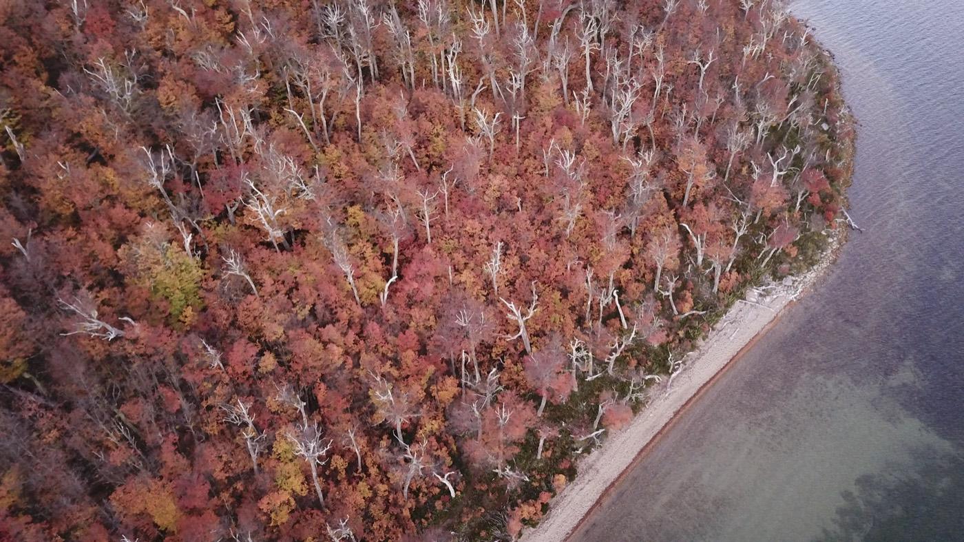 Vista aérea del bosque de otoño junto al río Cisnes