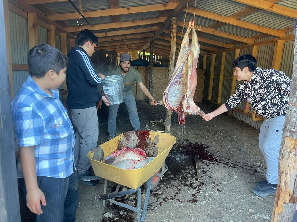 Estudiantes trabajan juntos en el faenamiento de un animal bajo un cobertizo de madera